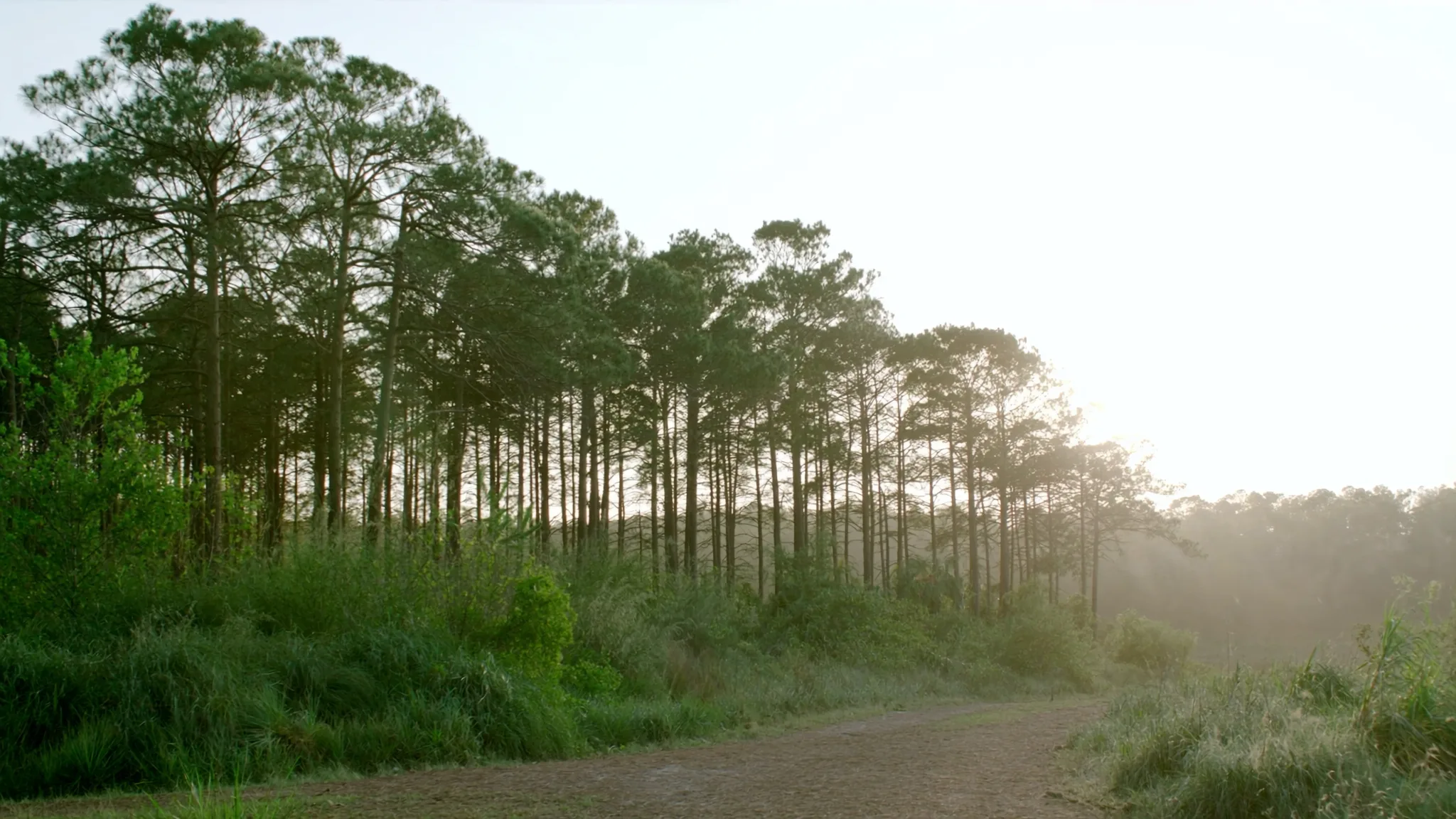 Illustrative pine woodland path in soft morning light